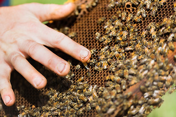 Image showing Beekeeper's Hand with Honey