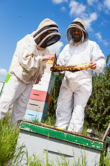 Image showing Beekeepers Inspecting Honeycomb Frame