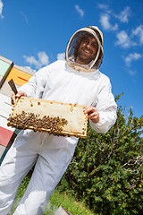 Image showing Beekeeper Holding Honeycomb Frame At Apiary