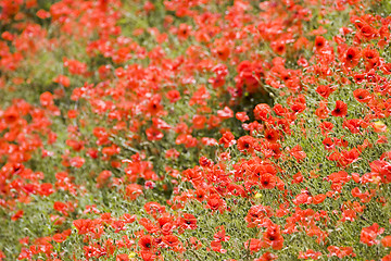 Image showing Poppies in the mountains