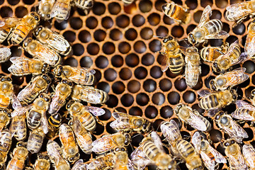 Image showing Bees Swarming On Honeycomb