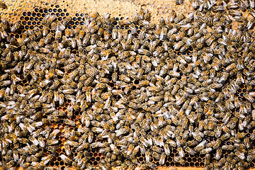 Image showing Bees Swarming On Honeycomb