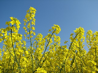 Image showing Canola field