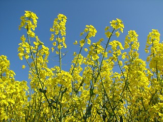 Image showing Canola field