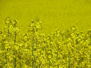 Image showing Canola field