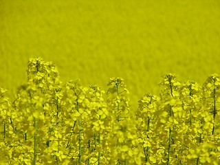 Image showing Canola field