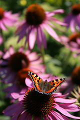 Image showing Butterfly on a flower