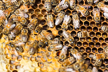 Image showing Honeybees Swarming On Comb