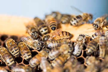 Image showing Queen Bee on Honeycomb