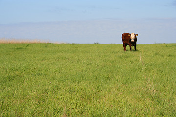 Image showing Cow