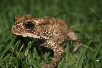 Image showing Toad