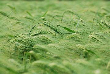 Image showing Green wheatfield
