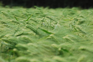 Image showing Green wheatfield