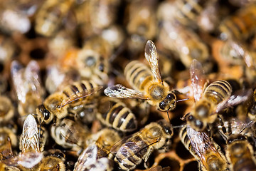 Image showing Bees Swarming