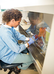 Image showing Researcher Experimenting In Laboratory