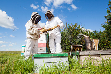 Image showing Beekeepers Examining Honeycomb At Apiary