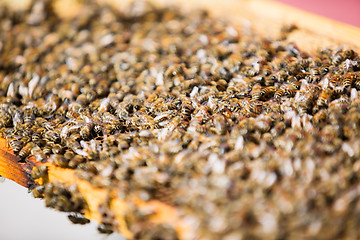 Image showing Bees On Honeycomb