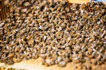 Image showing Bees Swarming On Honeycomb