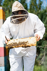 Image showing Beekeeper Inspecting Honeycomb Frame On Farm