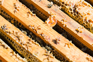 Image showing Wooden Honeycomb Frames With Bees