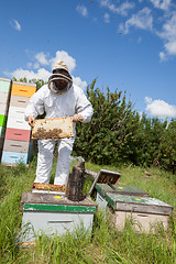 Image showing Beekeeper Holding Honeycomb Frame On Farm