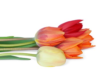 Image showing Tulips