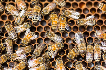 Image showing Honeybees Swarming On Comb