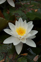 Image showing Snow - lily.