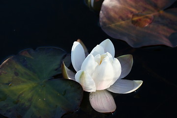 Image showing Waterlilly