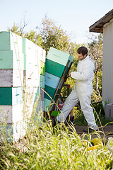 Image showing Beekeeper Loading Stacked Honeycomb Crates In Truck