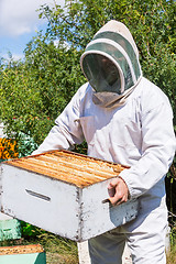 Image showing Male Beekeeper Carrying Honeycomb Box At Apiary