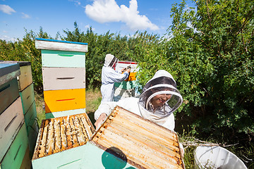 Image showing Beekeepers Working In Apiary