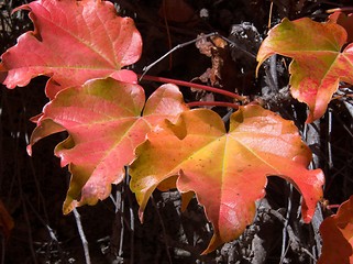 Image showing red ivy leaves