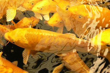 Image showing Golden Koi fish