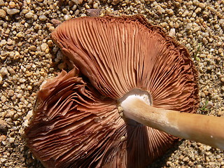 Image showing broken mushroom