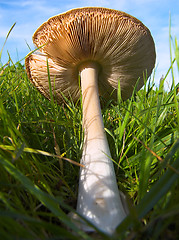 Image showing fallen mushroom
