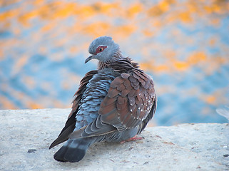 Image showing rock pigeon puffing his feather