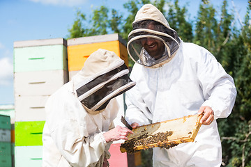 Image showing Beekeepers Inspecting Honeycomb Frame At Apiary