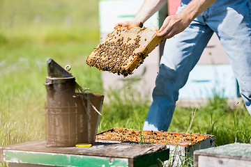 Image showing Male Apiarist Smoking A Beehive