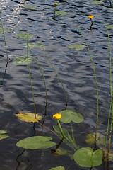 Image showing Yellow waterlilies