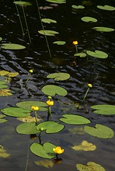 Image showing Yellow waterlilies
