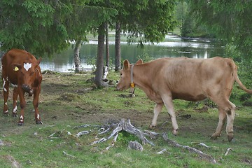 Image showing Heifers