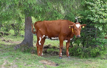 Image showing Heifer