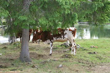 Image showing Heifer