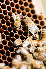 Image showing Bees Swarming On Honeycomb