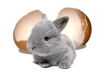 Image showing Easter Bunny