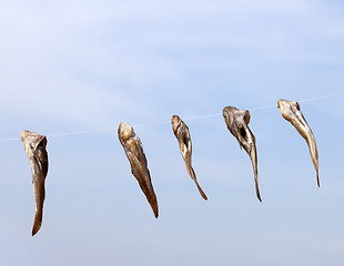 Image showing Stockfish drying on sun