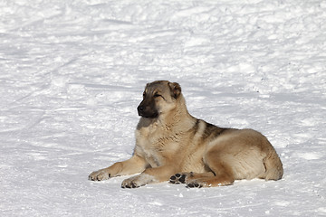 Image showing Dog resting in snowy ski slope