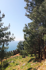 Image showing Pines in the ancient fortress of Alanya.