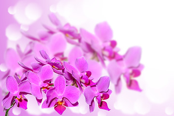 Image showing Exotic tropical violet orchid flowers on blurred gradient